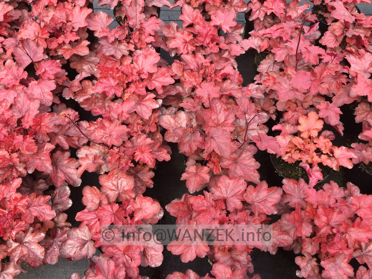 Heuchera Hybride Fire Chief 01.JPG